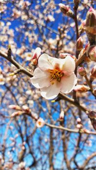 A beautiful almond blossom in full bloom against a vibrant blue sky, symbolizing springtime.