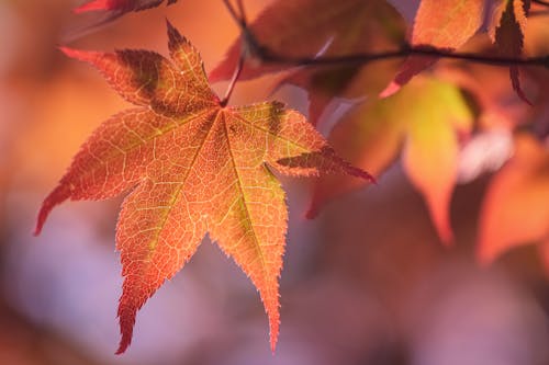 Free Close-up of Orange Autumnal Leaves Stock Photo