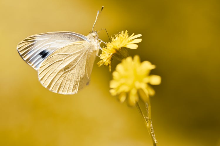 Close-up Of A Cabbage White Butterfly Sitting On A Yellow Flower 