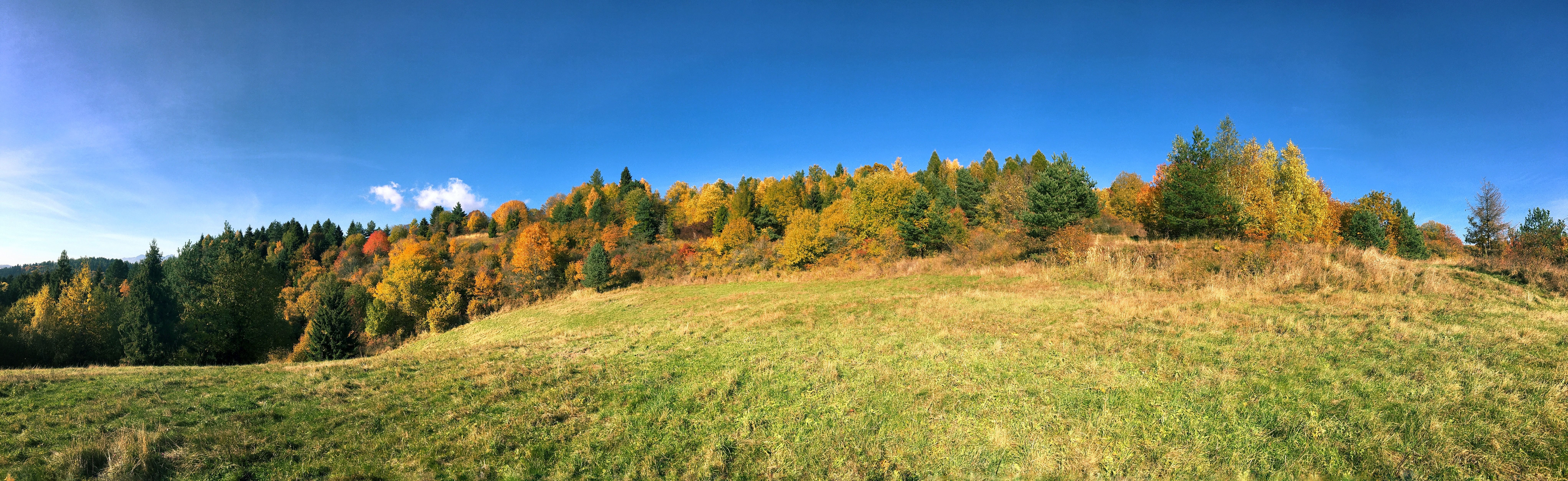 free-stock-photo-of-blue-sky-country-forest
