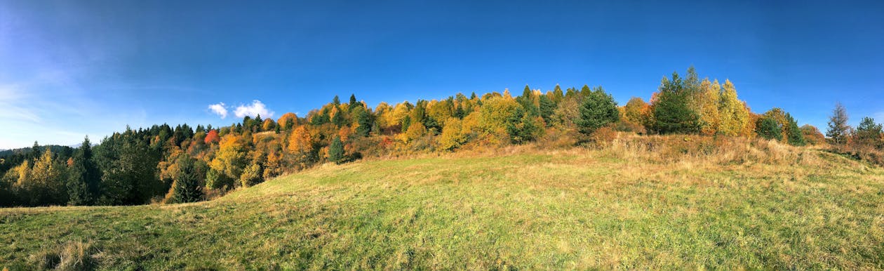 Free stock photo of blue sky, country, forest