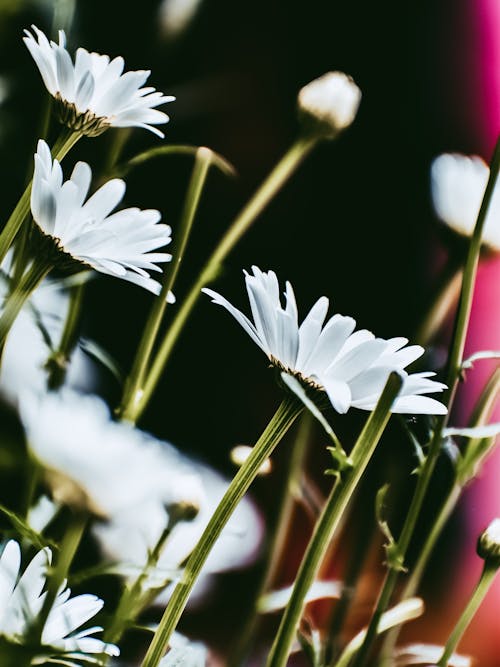 Ingyenes stockfotó fehér virágok, függőleges lövés, közelkép témában Stockfotó