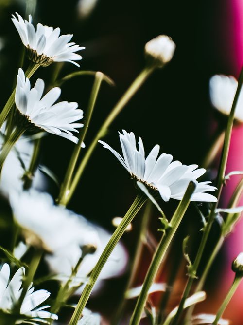 Free Vertical close-up capturing vibrant white daisies in full bloom against a blurred background. Stock Photo