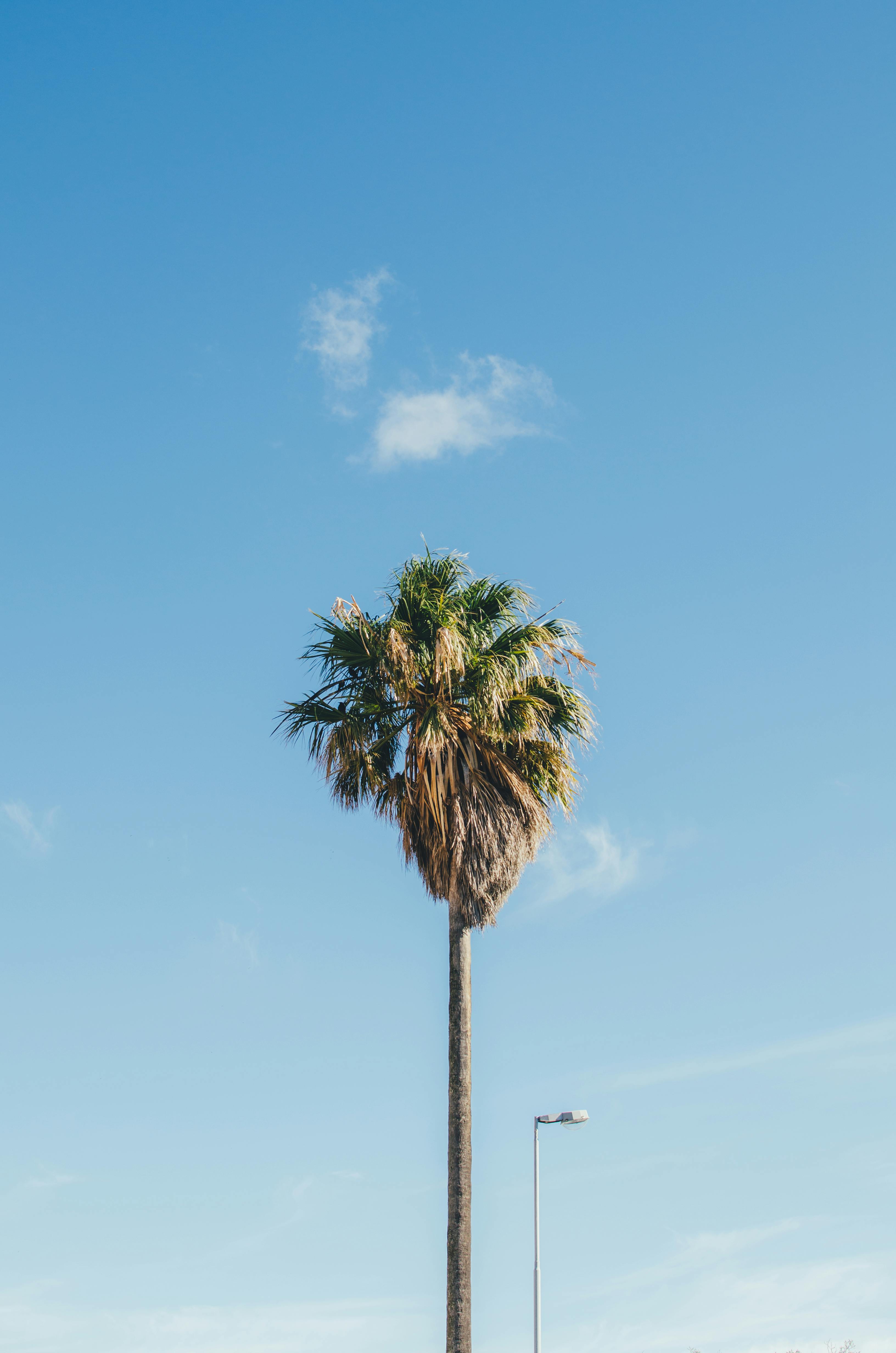 A solitary palm tree stands tall under a bright, clear blue sky, symbolizing exotic summer vibes.