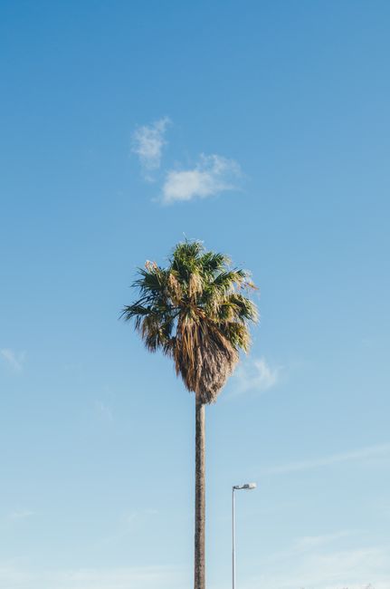 A solitary palm tree stands tall under a bright, clear blue sky, symbolizing exotic summer vibes.