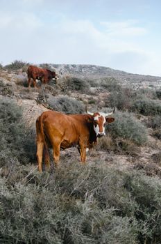 Peaceful cows grazing in a scenic rural landscape.