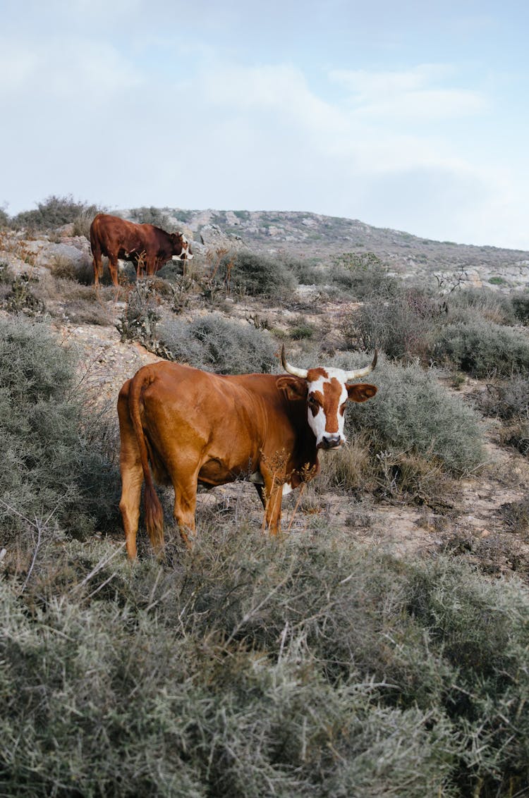 Cows Grazing In Wild Field