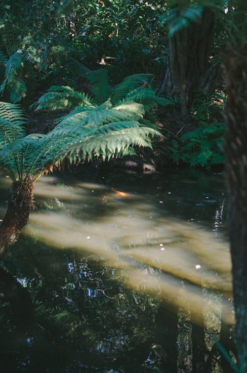 Ilmainen kuvapankkikuva tunnisteilla joki, luonto, metsä