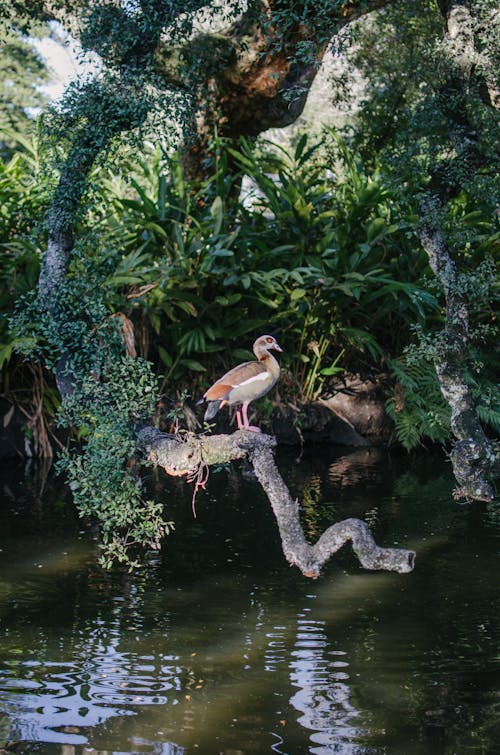 Brown Bird on Brown Tree Branch on Water