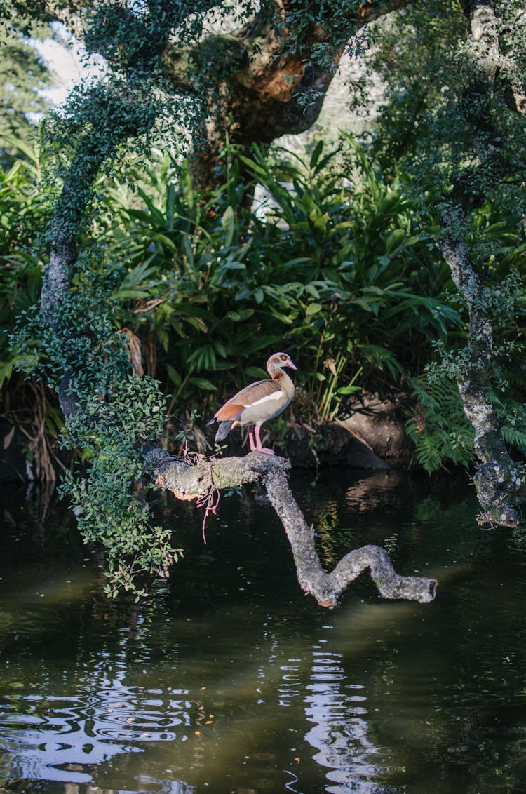 Brown Bird On Brown Tree Branch On Water