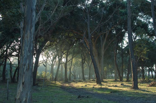 Fotobanka s bezplatnými fotkami na tému lesná cesta, nedláždená cestička, park