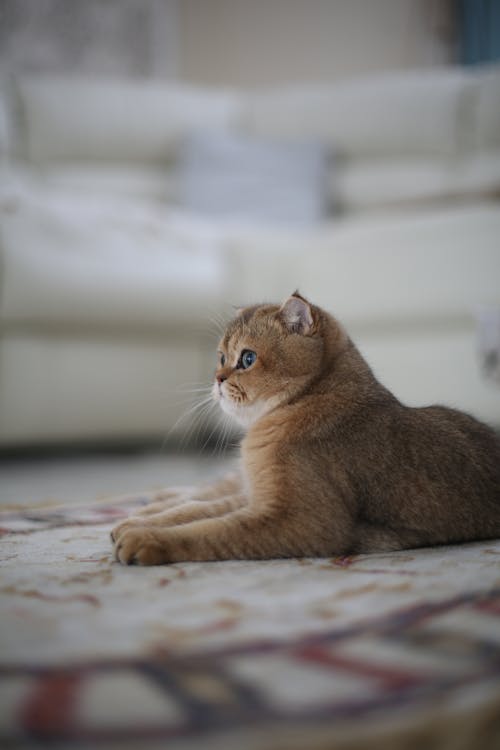 Cat Lying on a Rug