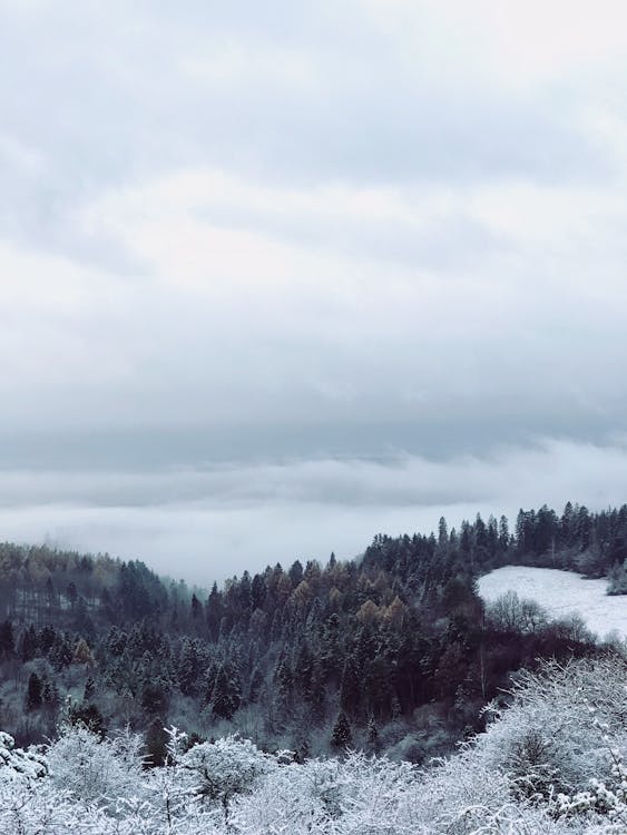 Free stock photo of cloudy sky, fog, forest