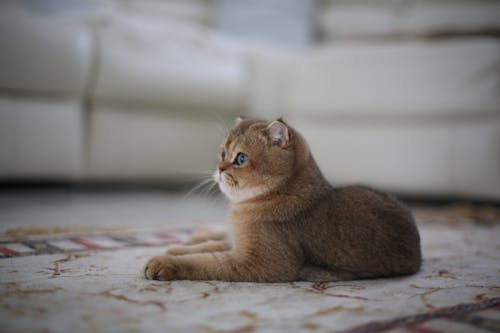 Brown Cat on Floral Textile