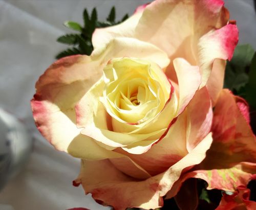 Free stock photo of rose Stock Photo
