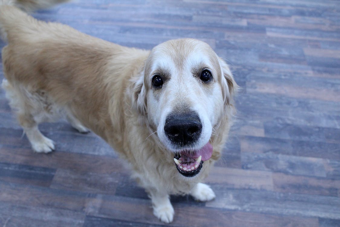 Foto profissional grátis de andar, cachorro, golden retriever