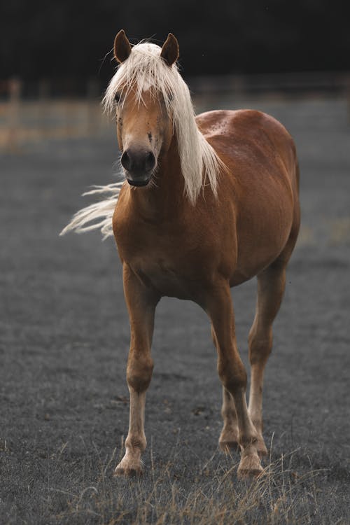 Immagine gratuita di addomesticato, aia, animale