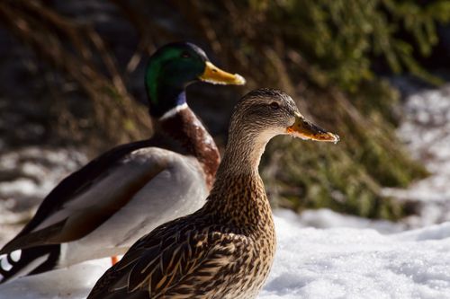 Free Duck with spotted plumage and long beak against drake on snowy terrain in wintertime on blurred background Stock Photo