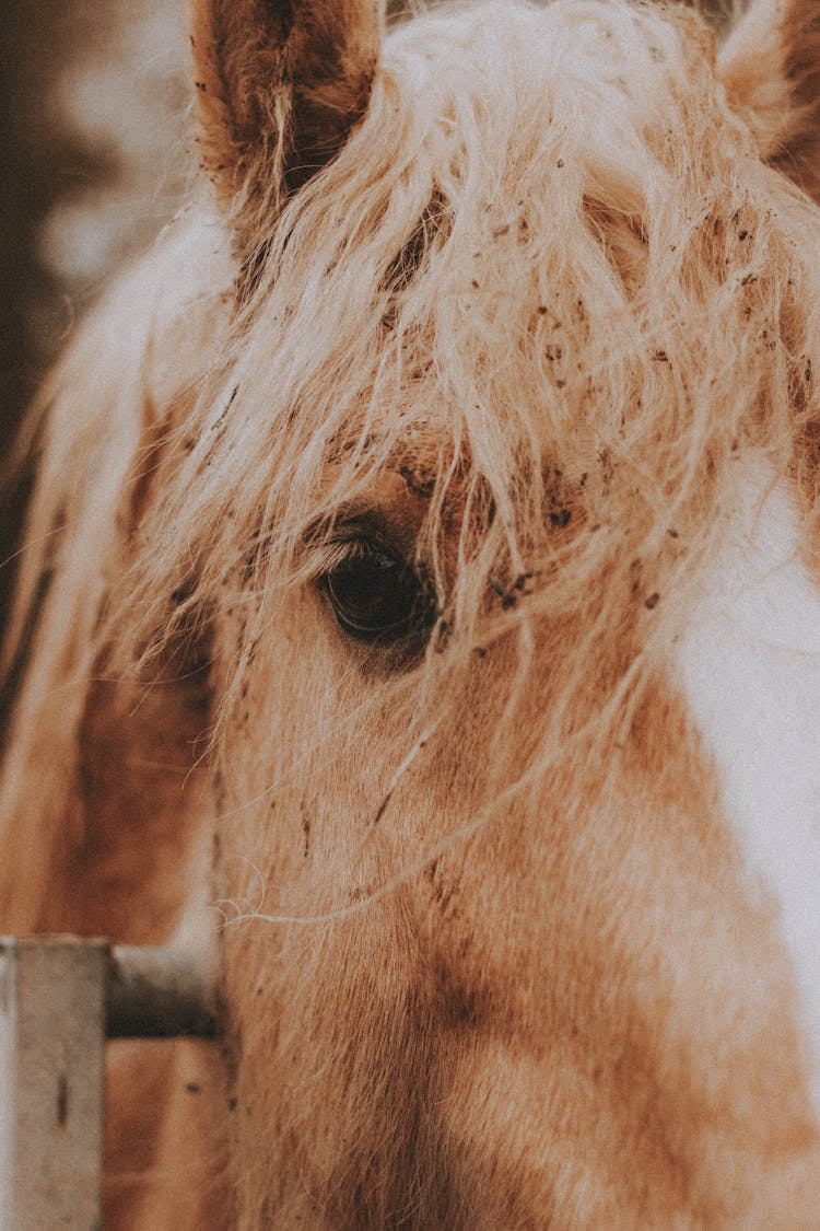 Muzzle Of Horse In Paddock