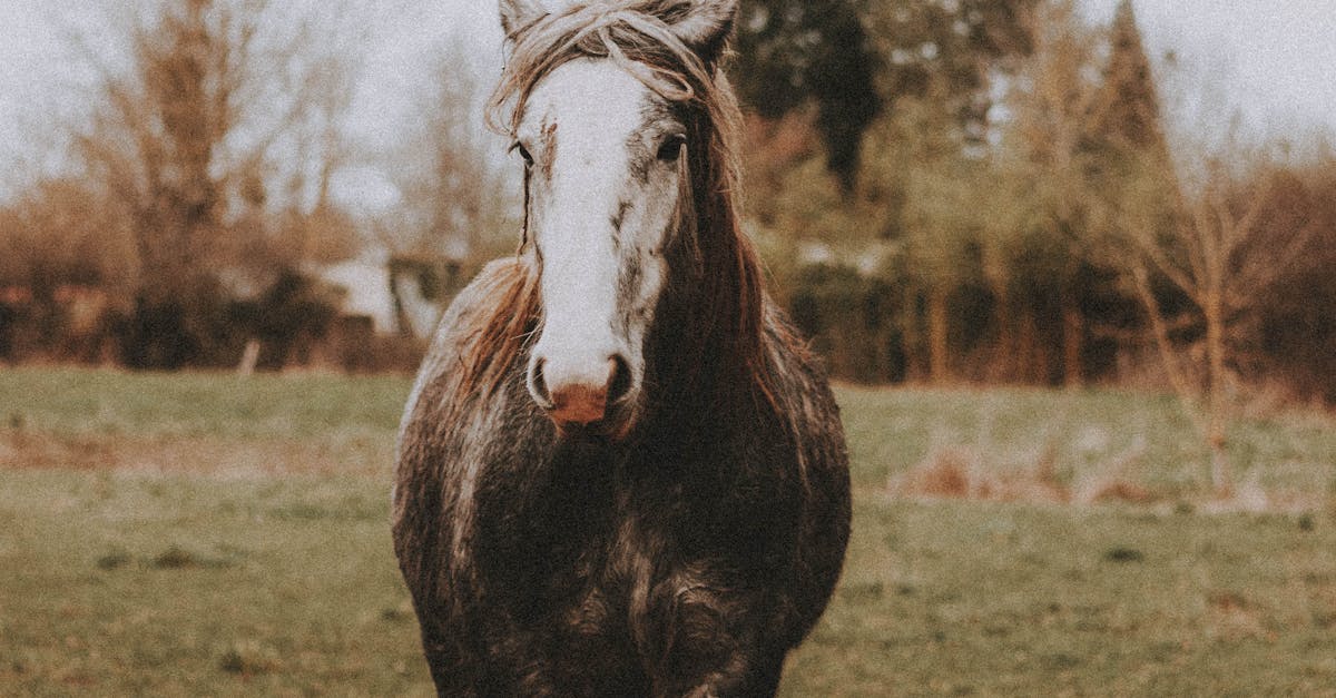How are horse girths measured