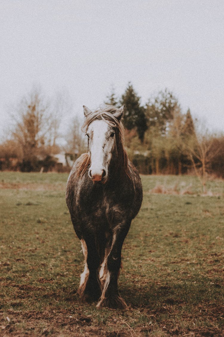 Horse Walking On Grass 