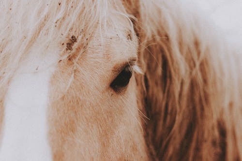 Free Brown Horses Eye in Close Up Photography Stock Photo