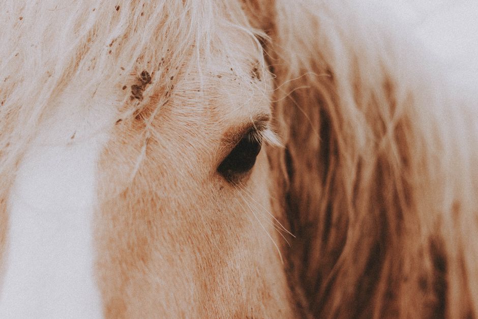 equine hoof care products