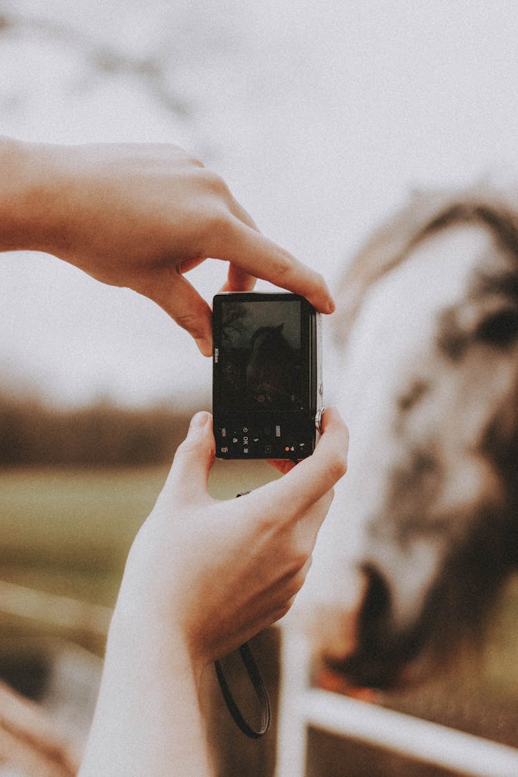 Person Taking Horse Photo On Camera