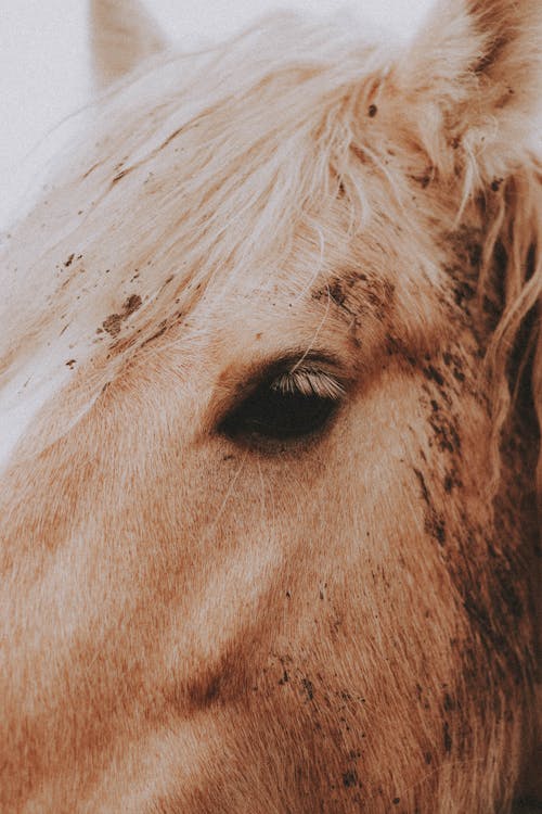 Close up of Horse Head