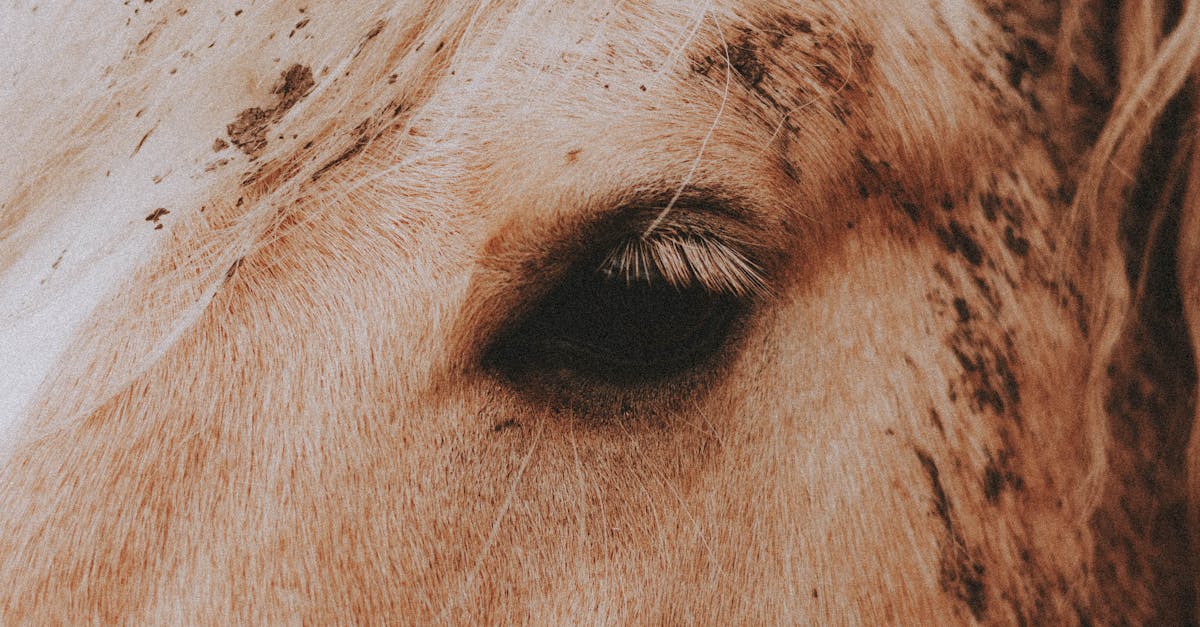 Is glue made out of horse hooves