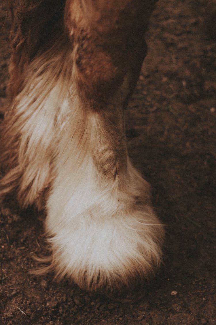 Close-up Of Fury Horse Hoofs