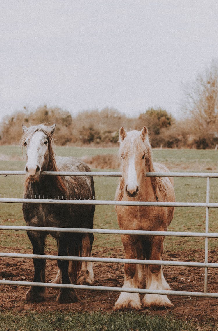 Two Tinker Horses Behind A Fence 