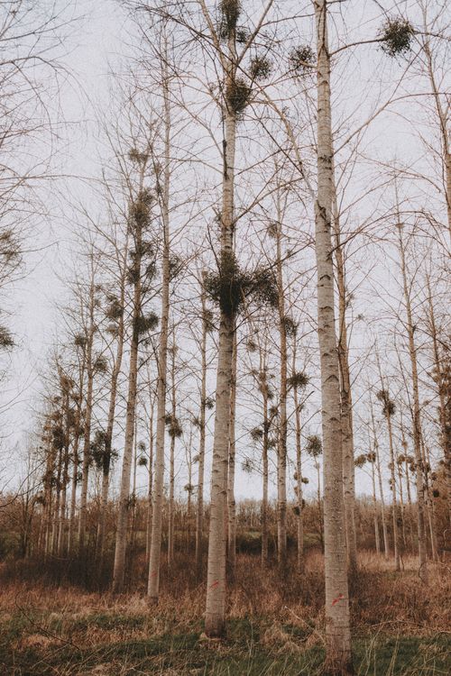 Free Vertical shot of leafless birch trees with mistletoe in a serene autumn forest. Stock Photo