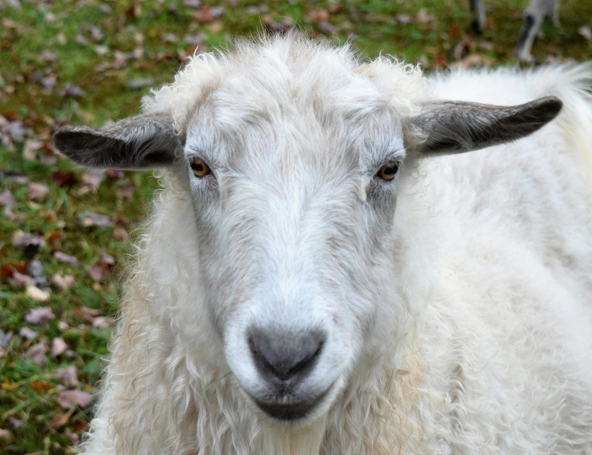 White Sheep on Green Grass