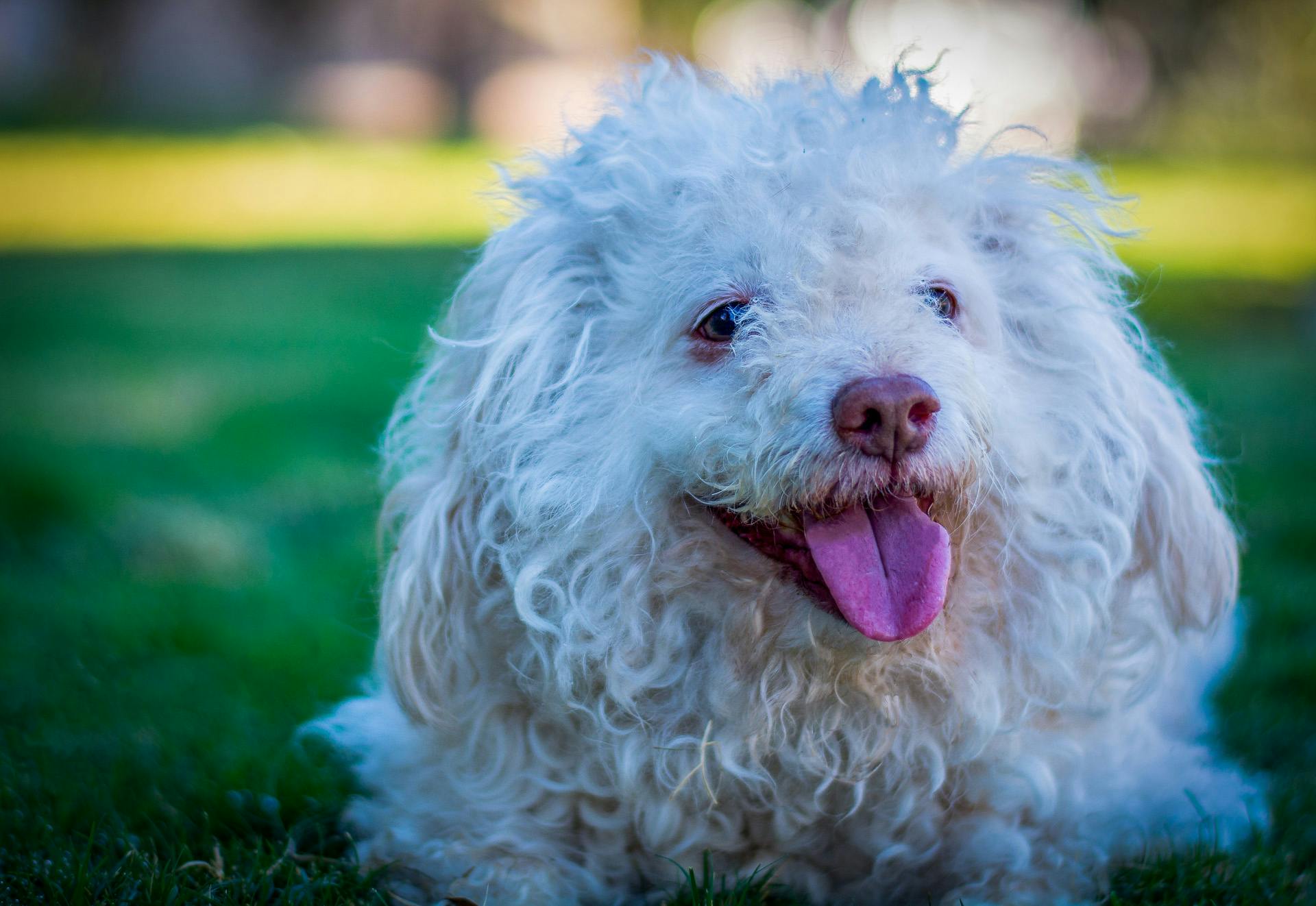 Un caniche blanc sur le gazon