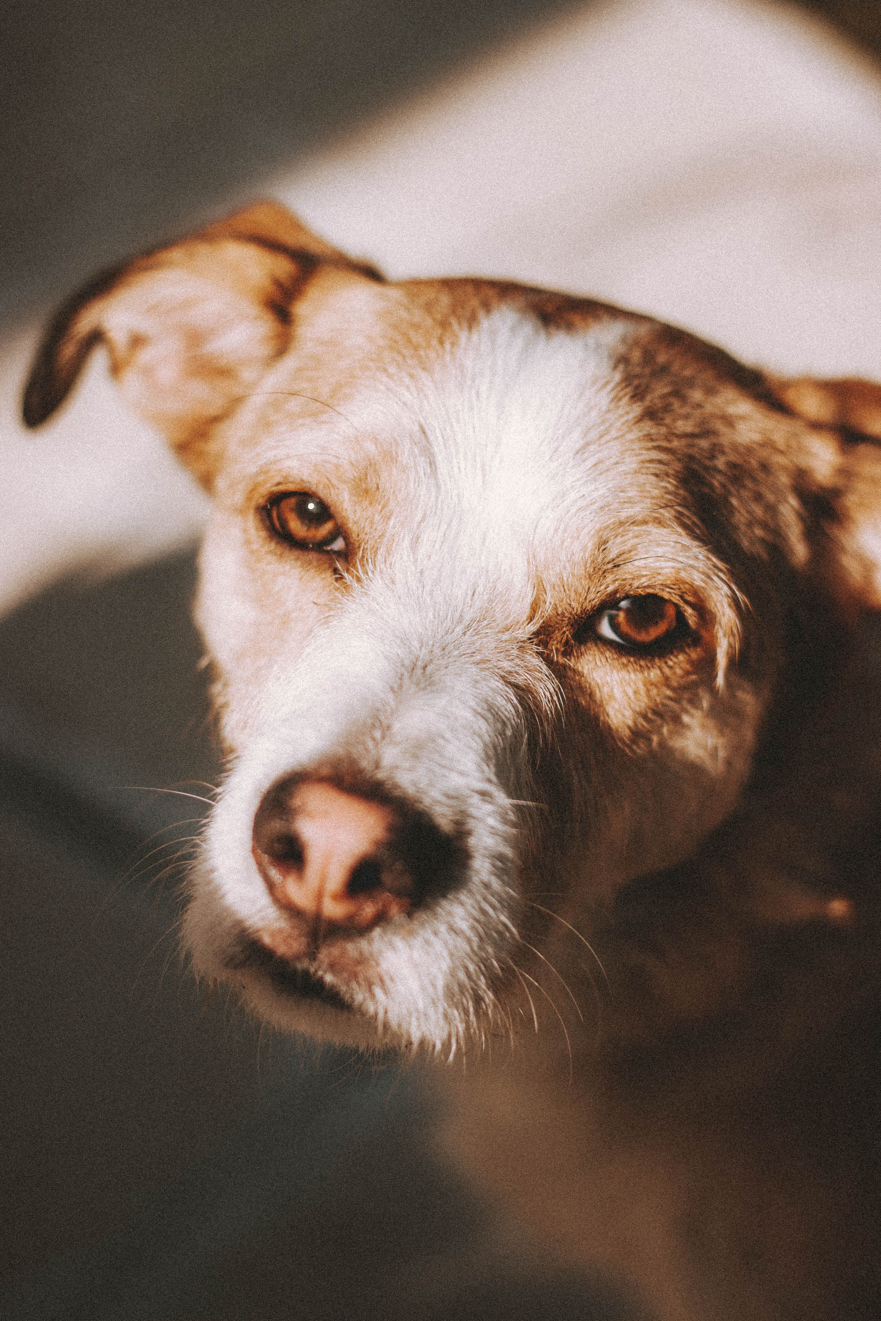 Warm, intimate portrait of a dog with expressive eyes and soft lighting.