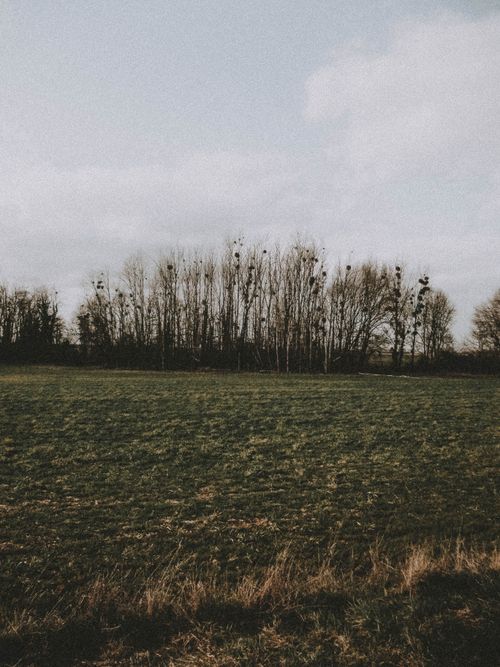 Free A tranquil scene featuring a grassy field and leafless trees under a cloudy sky, perfect for nature themes. Stock Photo