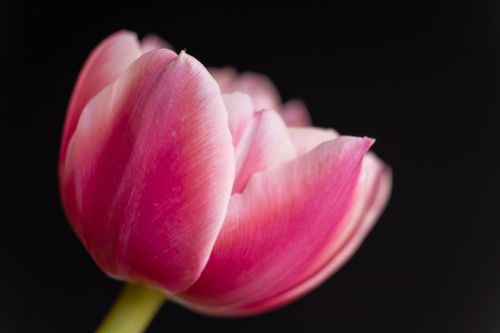 Free A stunning close-up of a vivid pink tulip against a black background. Perfect for floral themes. Stock Photo