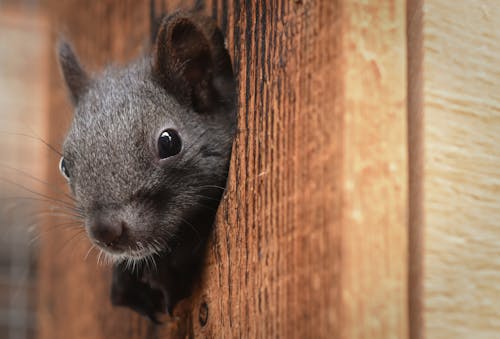 Free Black Rodent on Brown Wooden Surface Stock Photo