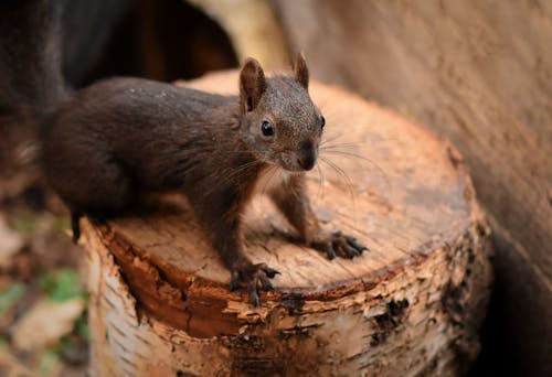 Close-Up Photo of a Brown Squirrel on a Wooden Log