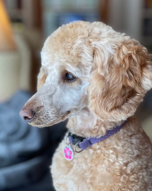 Free Adorable purebred dog with fluffy coat in collar with pendant looking away in house room Stock Photo