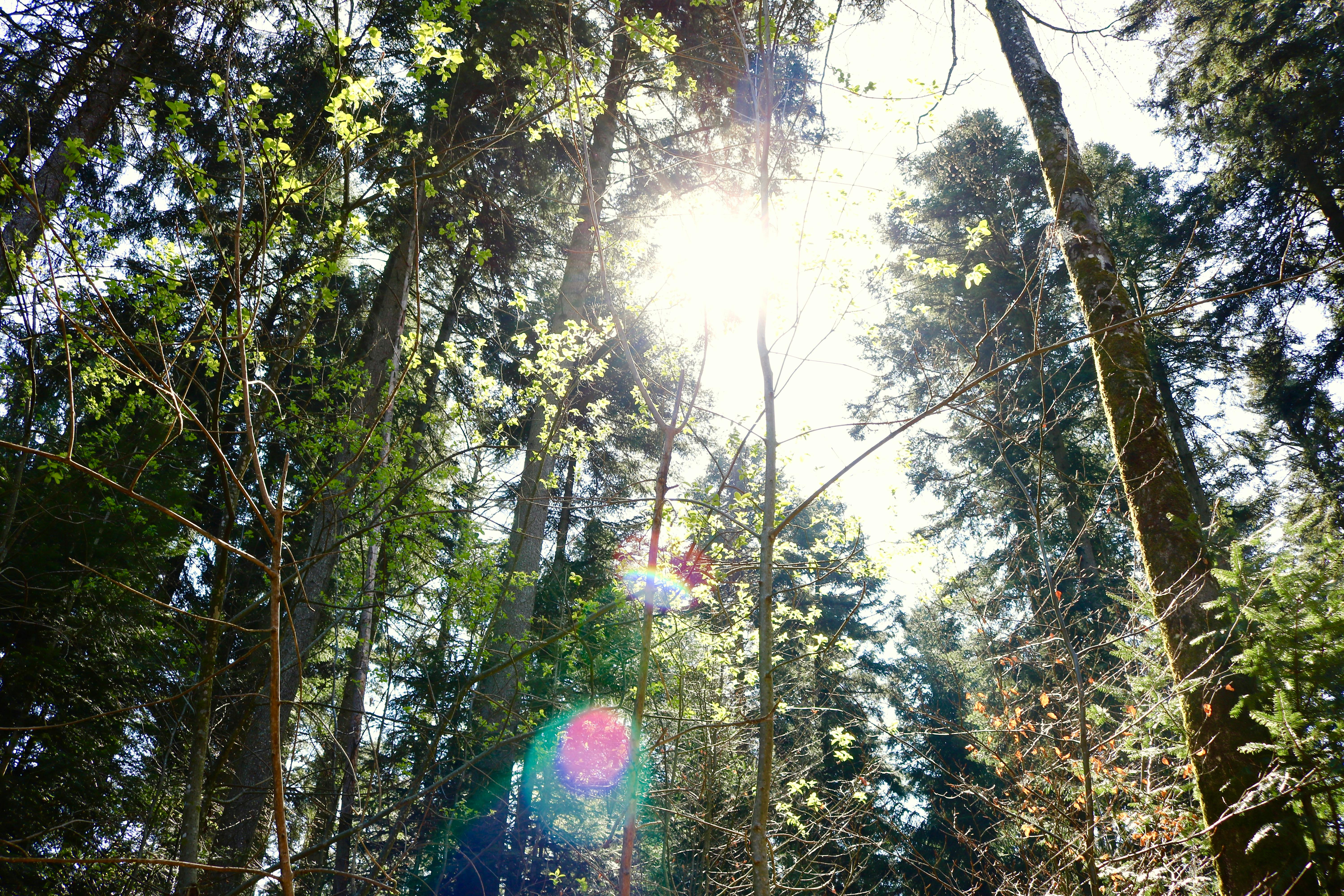 Older adults walking outdoors