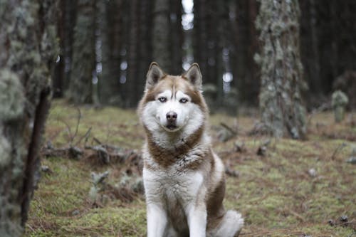 Brown and White Siberian Husky Sitting In The Woods