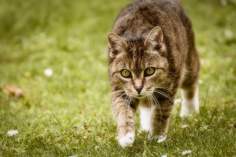 Gato sano y protegido al aire libre, Anlú