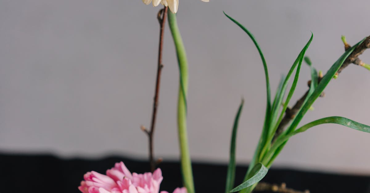 White and Pink Flower in Brown Pot