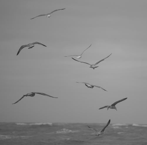 Kostnadsfri bild av fåglar, flock, flyg