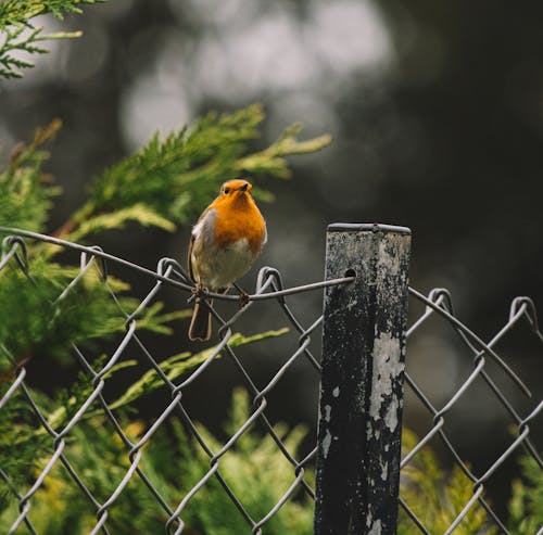 Free Close-Up Shot of a Robin Perched on a Fence Stock Photo
