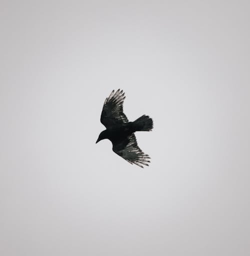 бесплатная Бесплатное стоковое фото с ворон, летающий, небо Стоковое фото