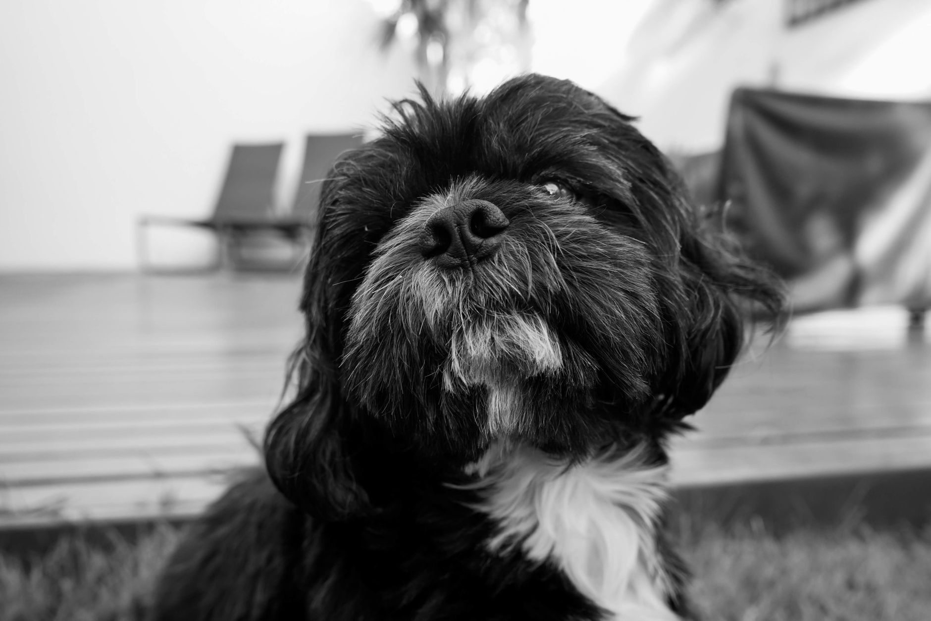 Portrait of a dog at a veterinary clinic