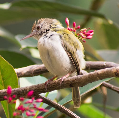 Fotos de stock gratuitas de colorido, fauna, flores